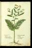  Fol. 216 

Artemisia monoclonos
Tanacetum
Tanacetum maius Dod:
Artemisie tertium genus alijs
Artemisia monoclonos quibusd:
Anthanasia
Artemisia vinicalis
Daneda Bonon: